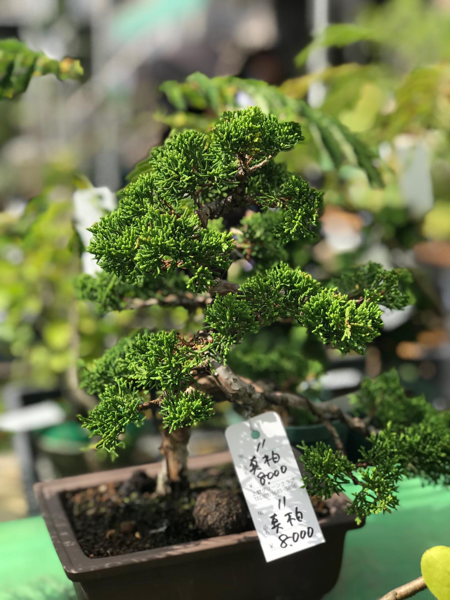 藤の盆栽、販売中です！花が咲き始めました✨ 大きいものや小さい苗木