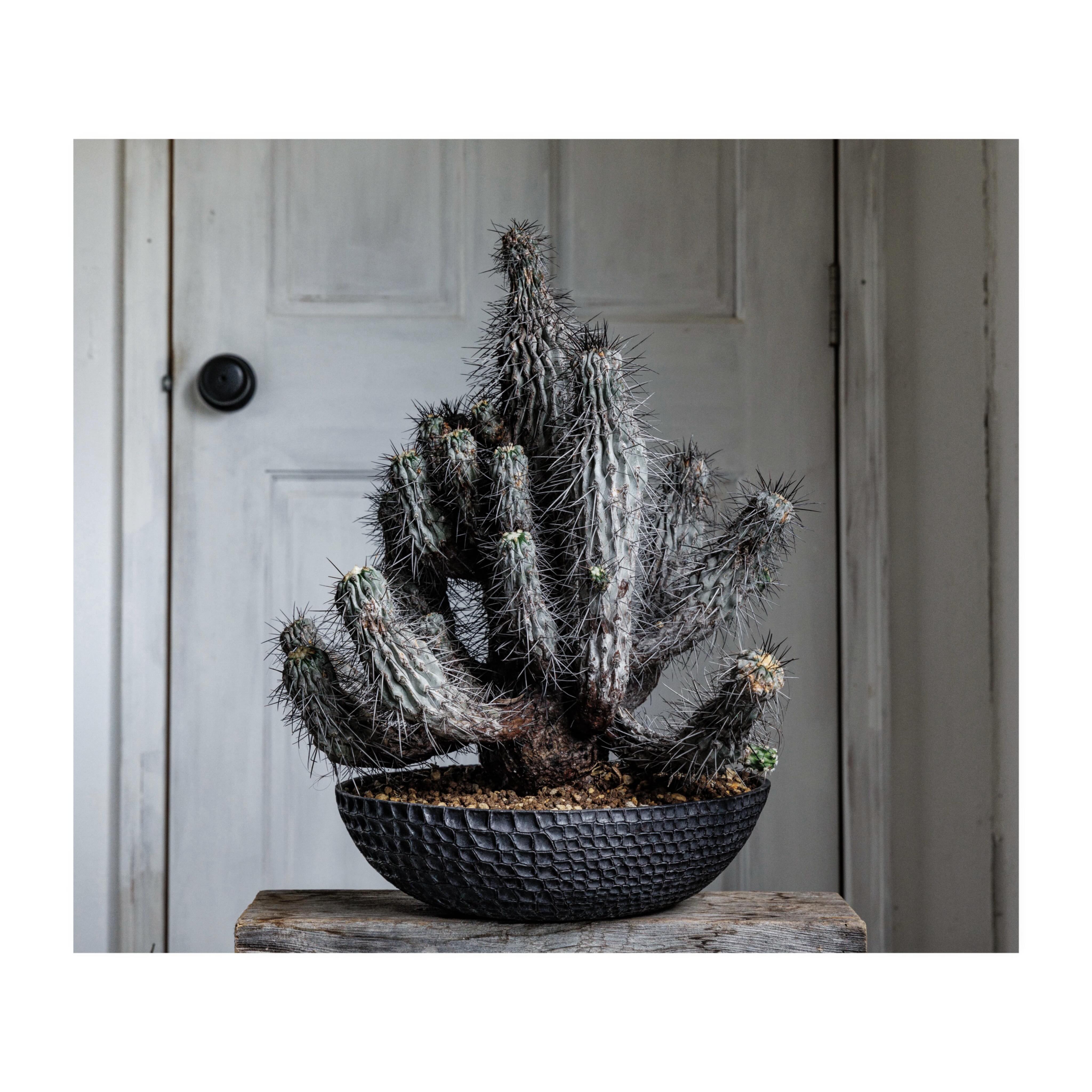 Earnest Hearts Plants