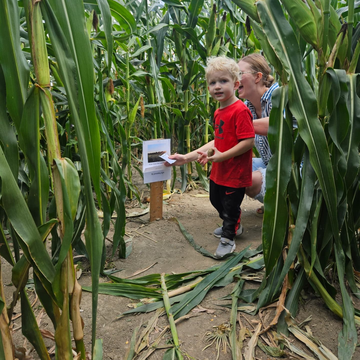 Mercer... - Mercer County Cancer Corn Maze & Petting Zoo