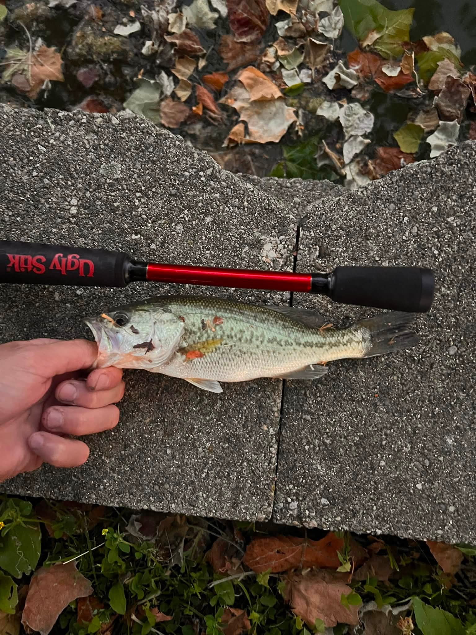 dobyns crankbait rods bassresource Rods- CHAMPION XP Series made exclusively for Dicks Sporting Goods Shimano Curado DC reel purchase