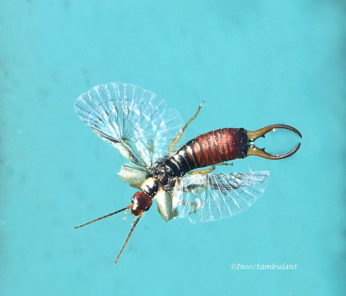 Insectambulant - Saviez-vous que les perce-oreilles... | Facebook