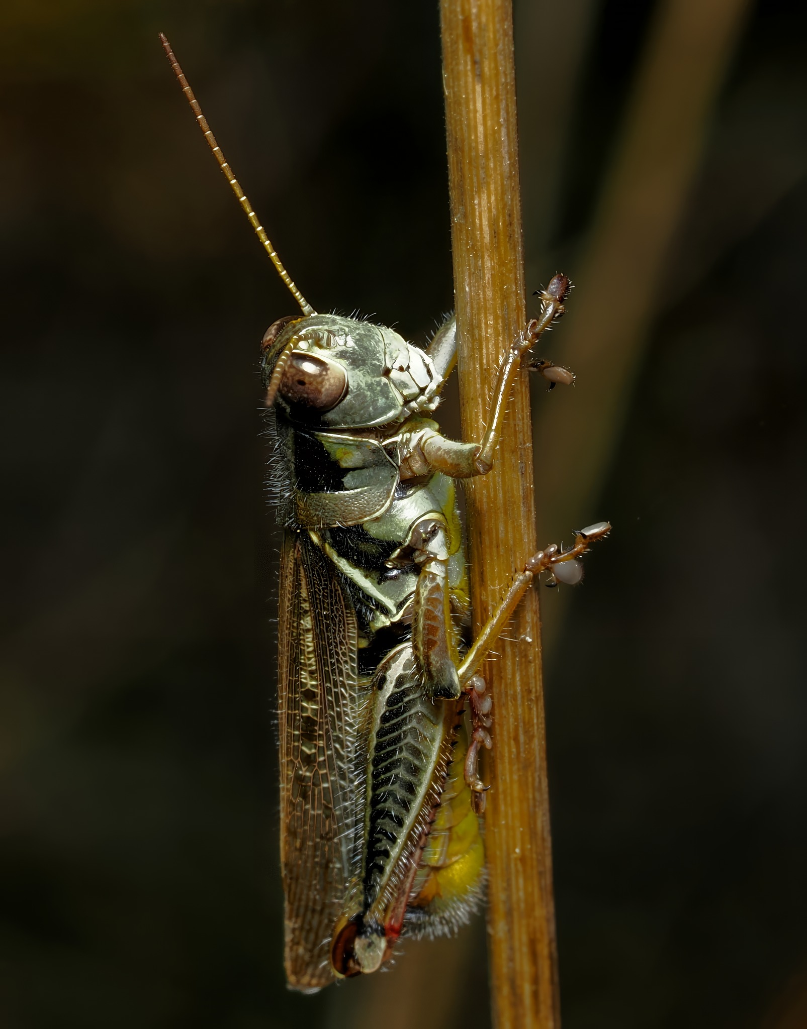 A grasshopper. I don't know what species it is. OM-1 + Zuiko 100