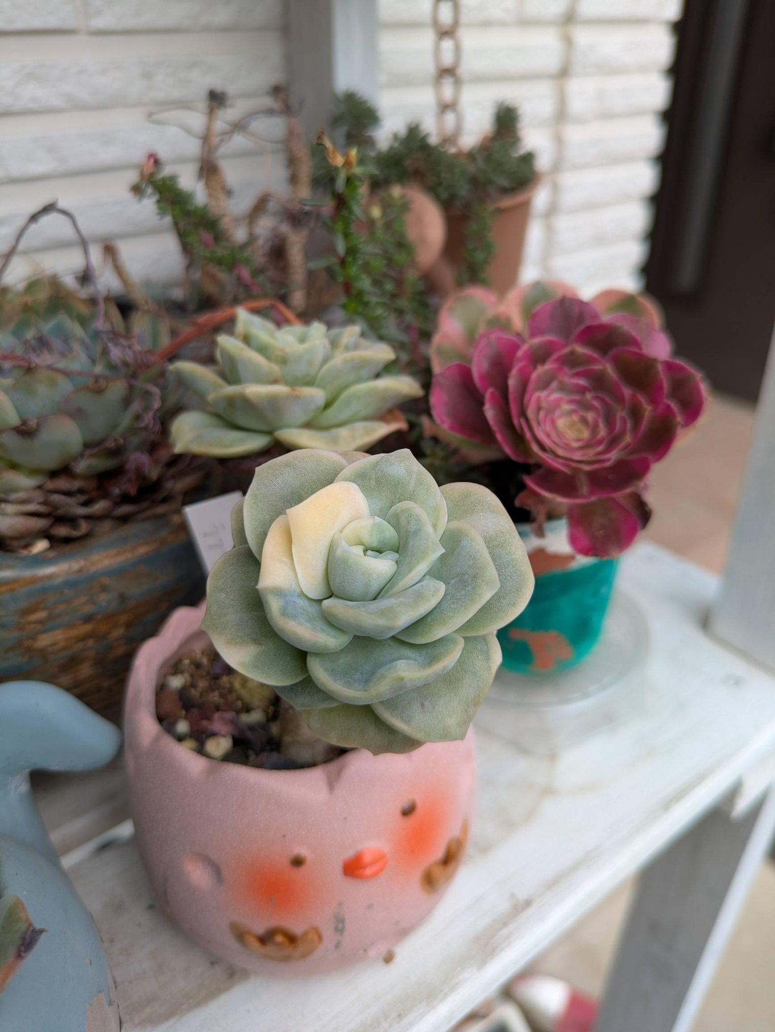 寄せ植えを作り直しました。 紅稚児の紅葉に期待してます。