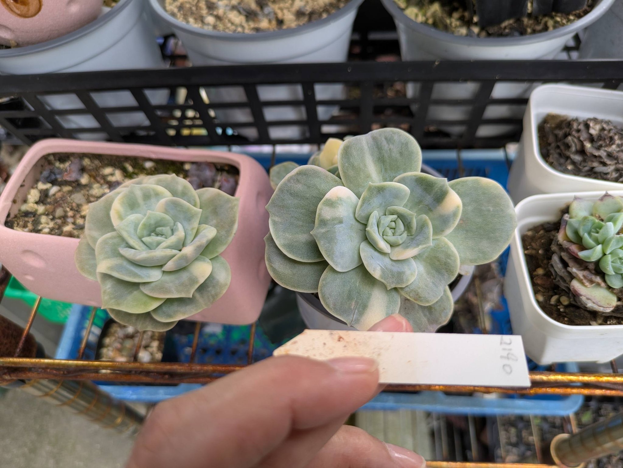 寄せ植えを作り直しました。 紅稚児の紅葉に期待してます。