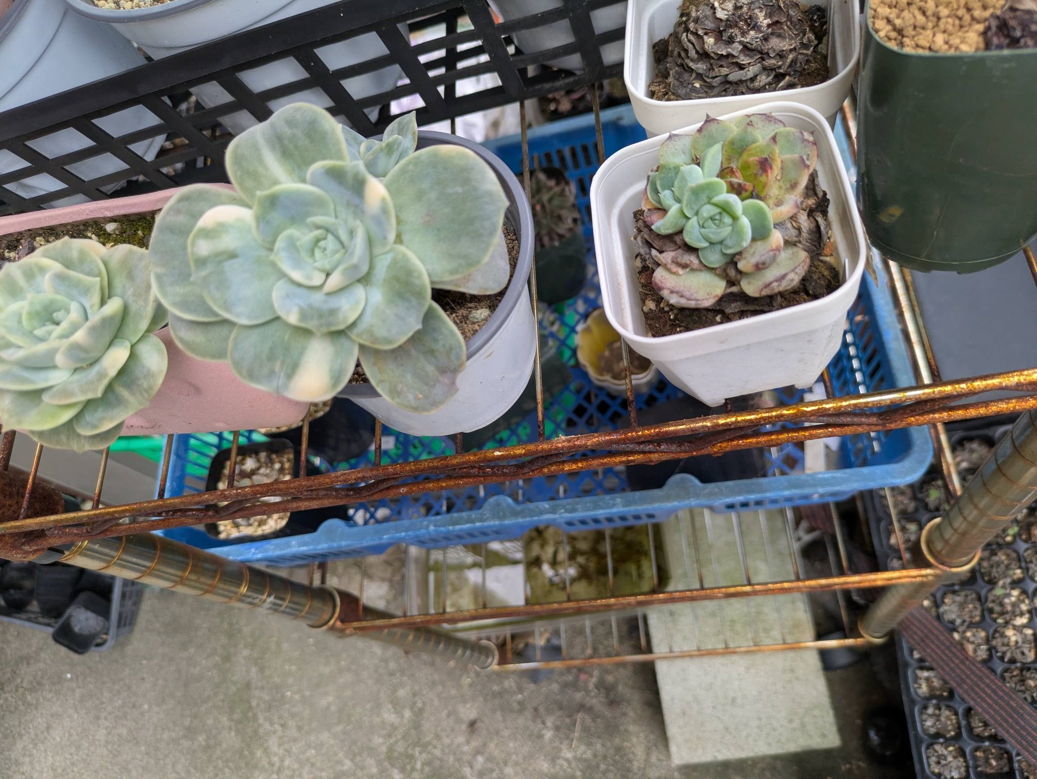 寄せ植えを作り直しました。 紅稚児の紅葉に期待してます。