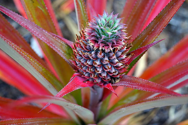 La piña común, Ananas comosus, es una... - Tipos de Bromelias | Facebook