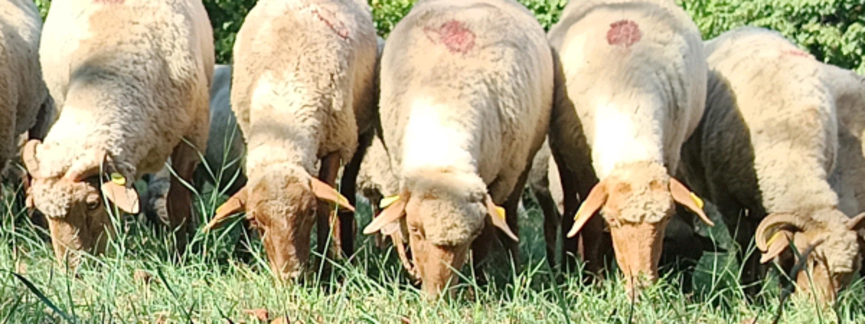Oi rugini 🐏🐑 ️ | Rulota Calavelair 5 m | Facebook