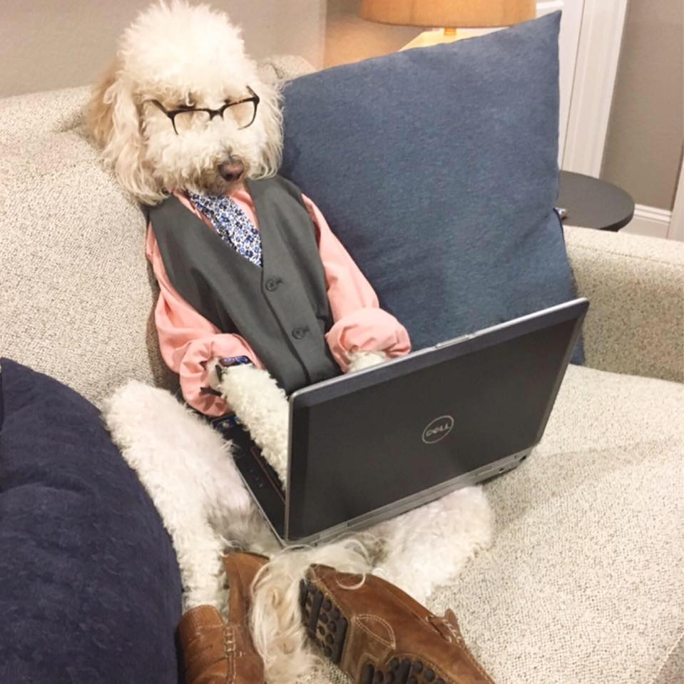 Toby Tobes The Goldendoodle