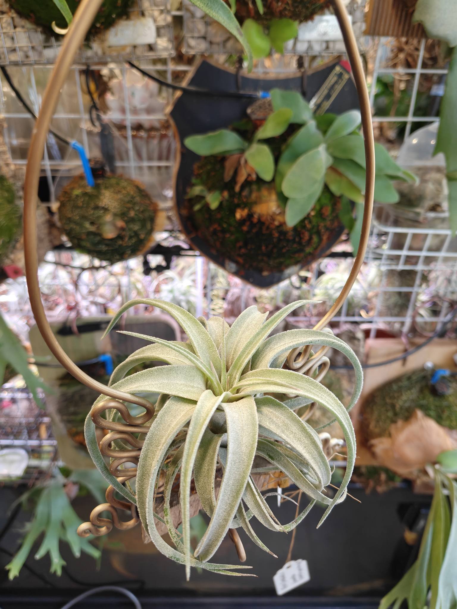 In - Tillandsia 'Ice Queen' This is a Correale hybrid by the late