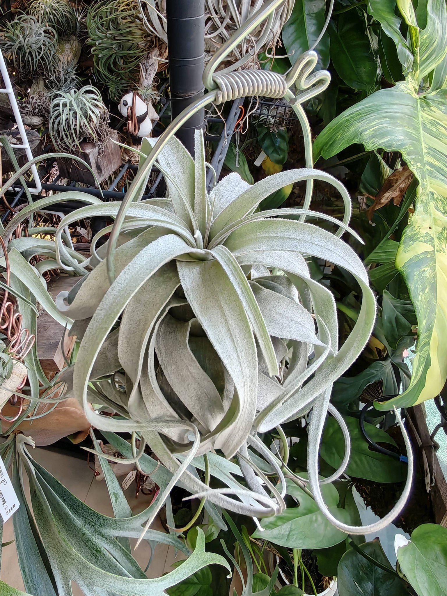 In - Tillandsia 'Ice Queen' This is a Correale hybrid by the late