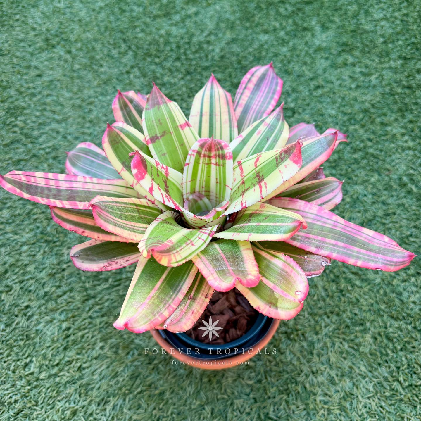 Forever - Neoregelia 'Hyena'