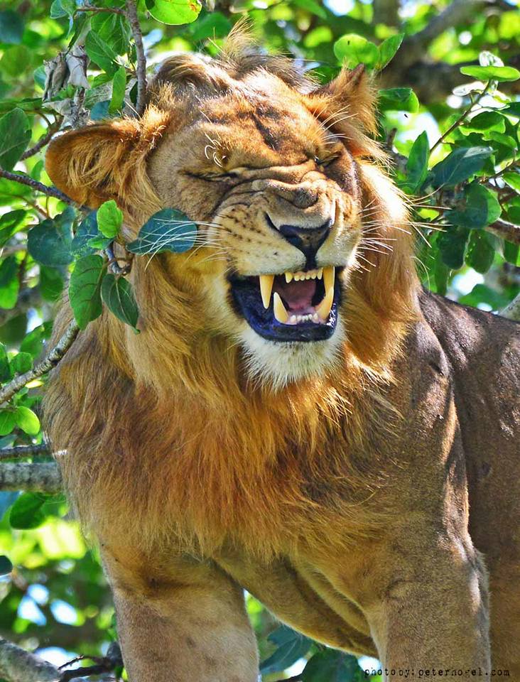 The tree climbing Lions of... - Gorillas & Beyond Safaris