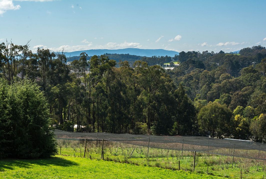 Monbulk Blueberry Farm | Monbulk VIC