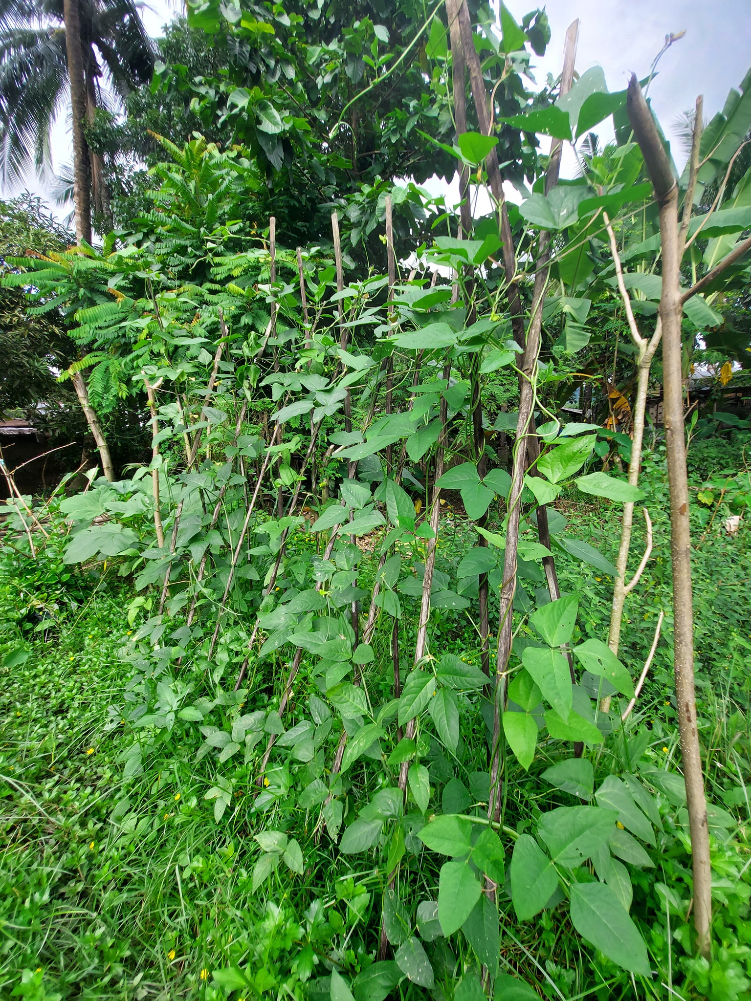 San Remigio,... - San Remigio, Mananum Para May Anihun