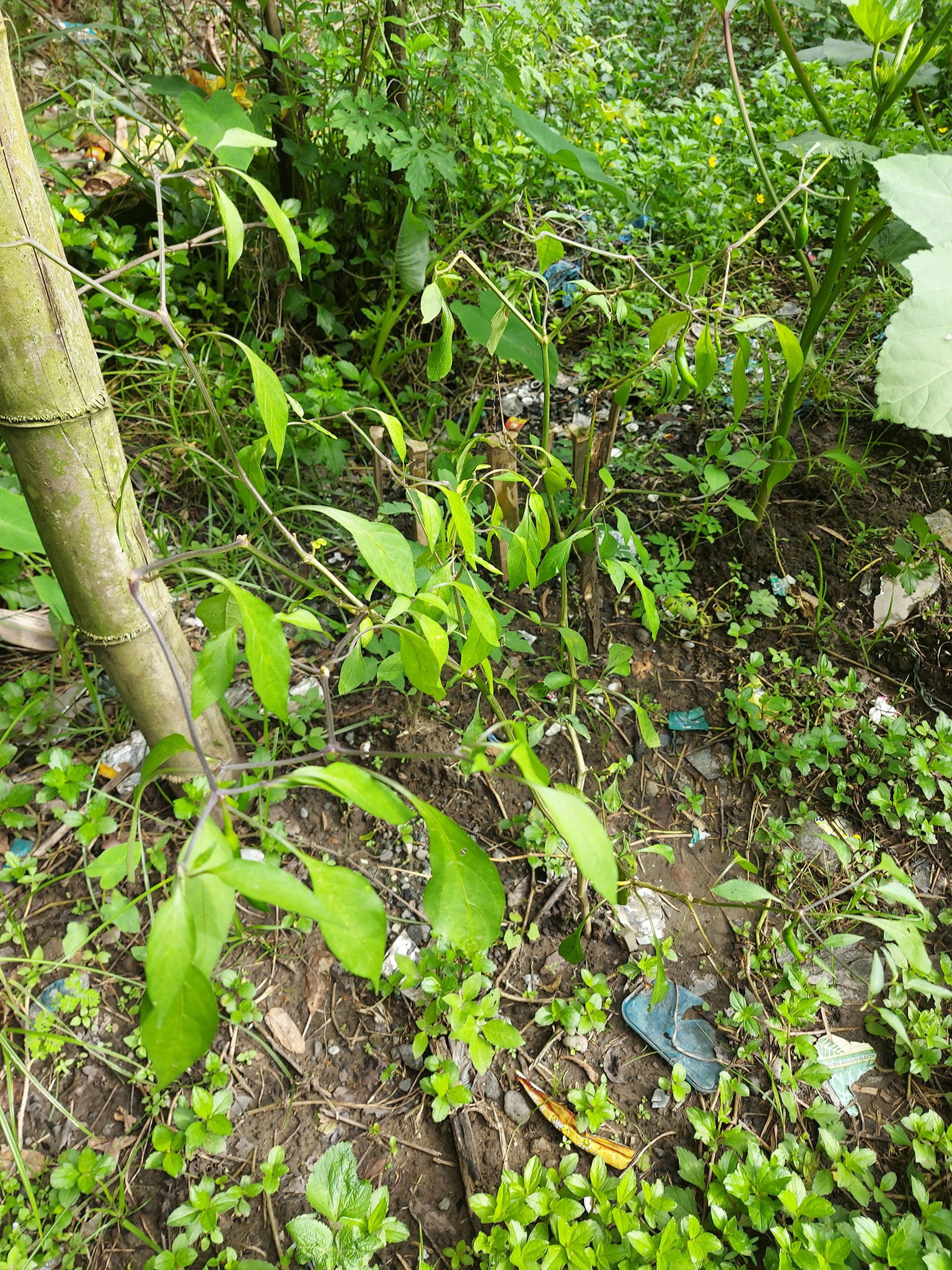 San Remigio,... - San Remigio, Mananum Para May Anihun