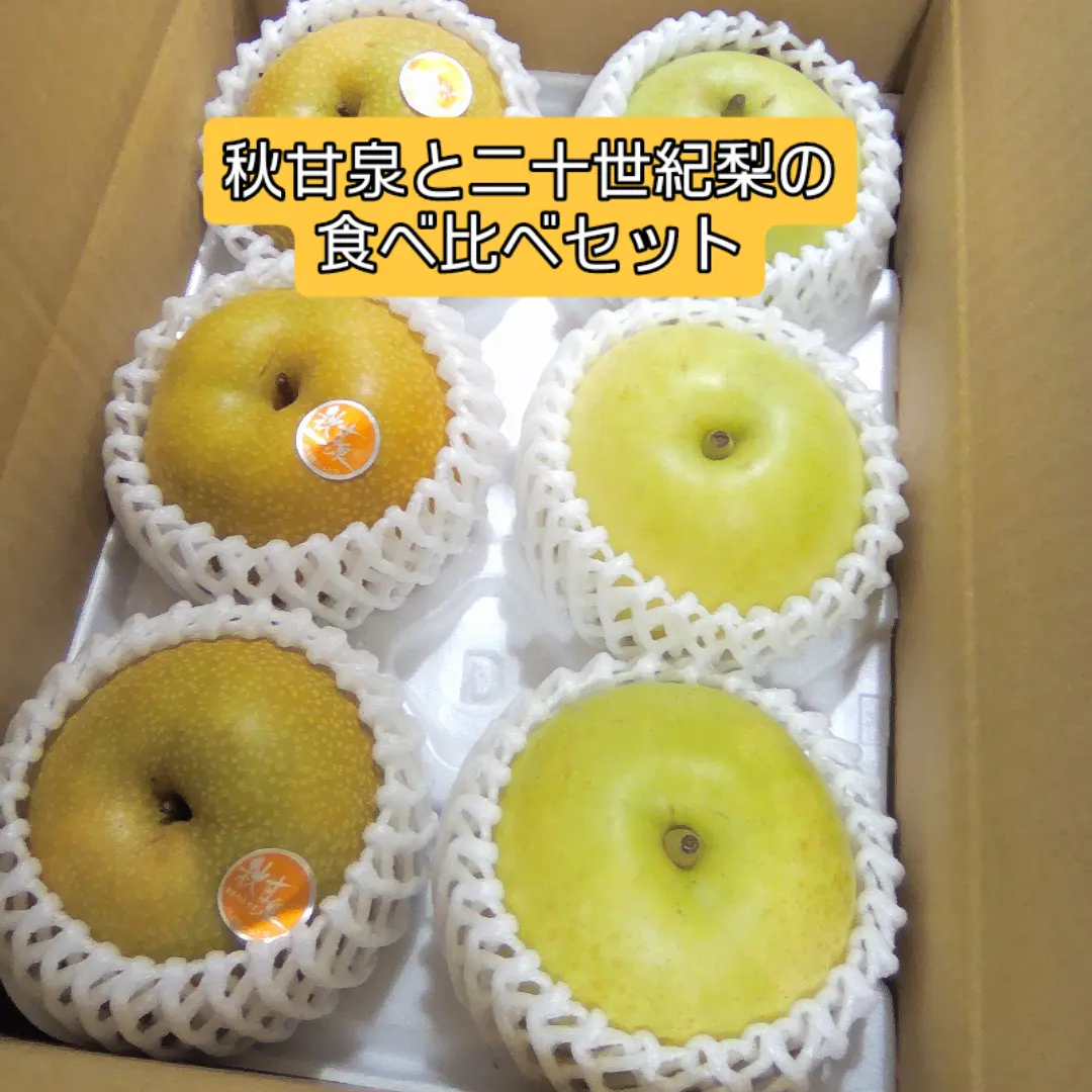 長〜いさやが特徴の三尺ささげ、登場しています🫛 見た目は長い