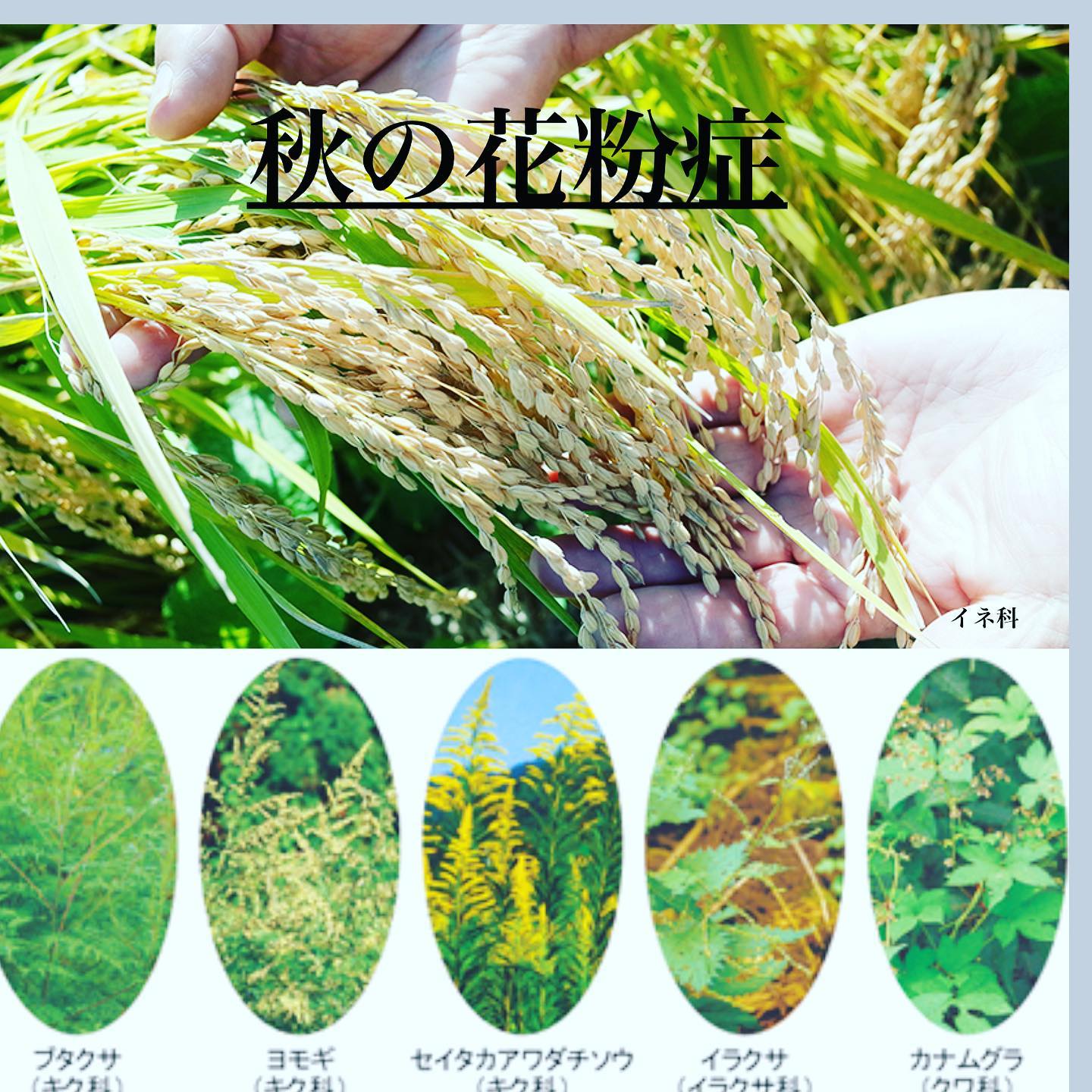 イネ 科 の アレルギー