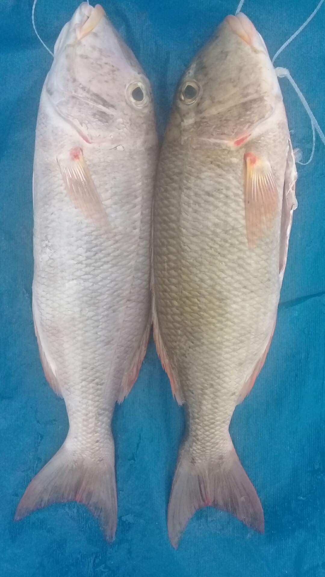 🐟 FRESH OFF THE BOAT 🐟 LOWER MEAD... - Ocean Express Fiji | Facebook