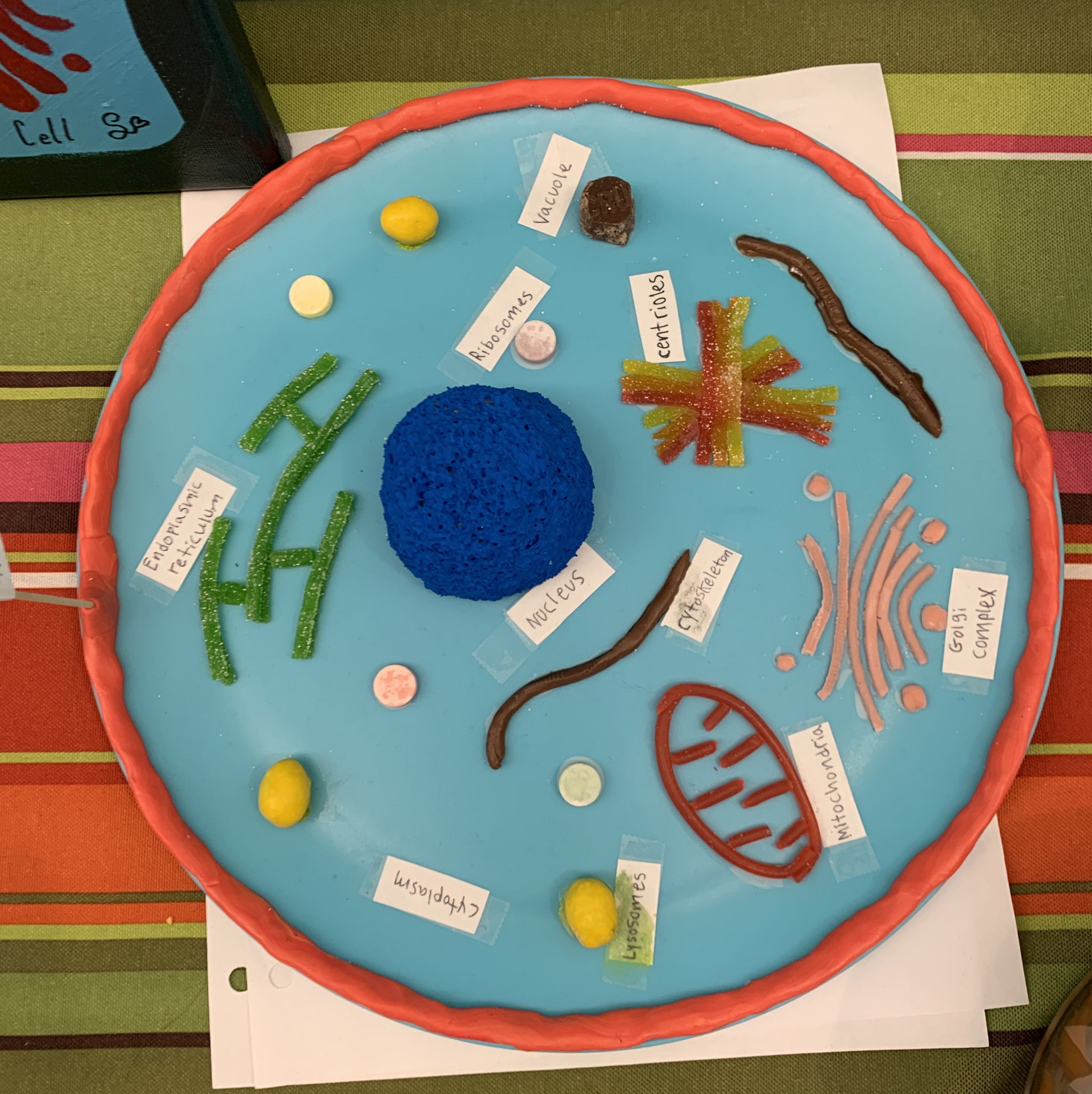 Circle - Grade 7 has been exploring the wonders of plant and animal ...