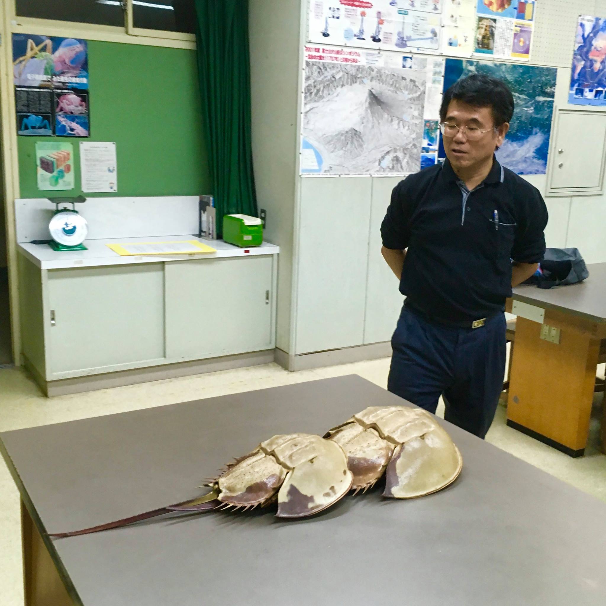 さかな クン カブトガニ