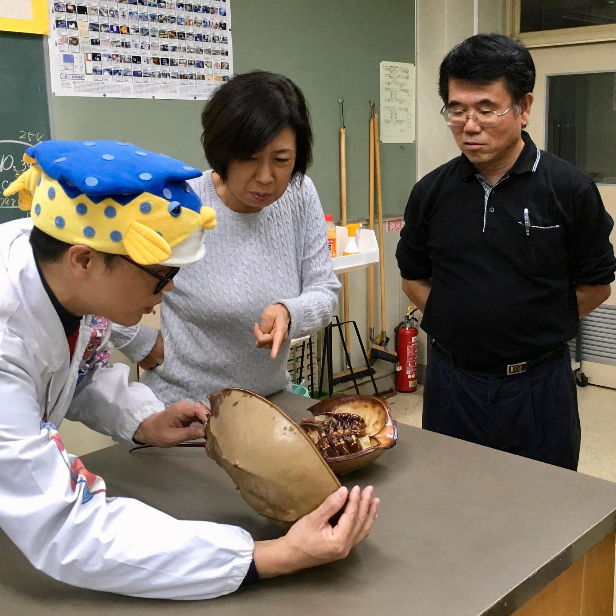 さかな クン カブトガニ