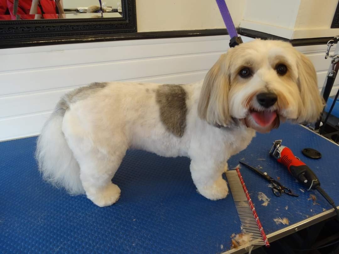 Ruff - Ruff cuts dog grooming Appointments available in July onwards ...