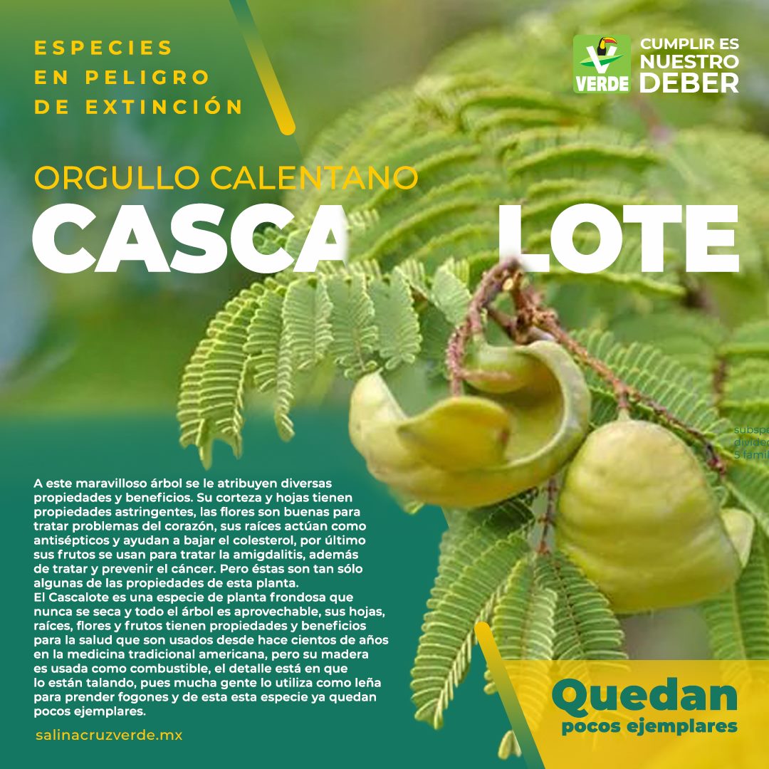 🟢🌱El Cascalote es... - Partido Verde Ecologista Salina Cruz