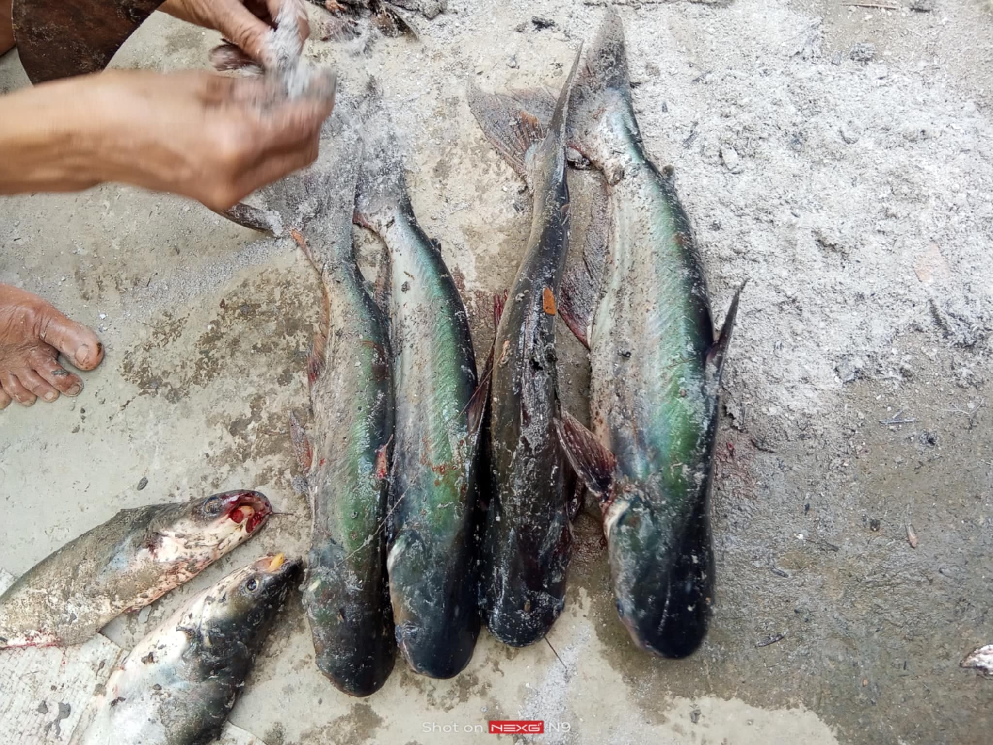 মাহাবুব রাব্বী