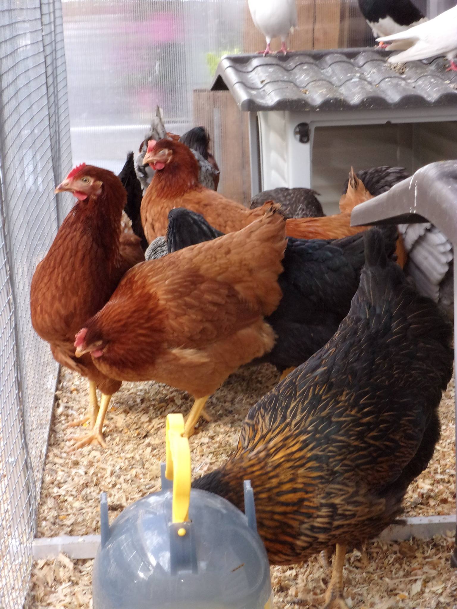 Sitemapcdatahttpgetcellcare1comachat Poule Pondeuse Jardiland Prix