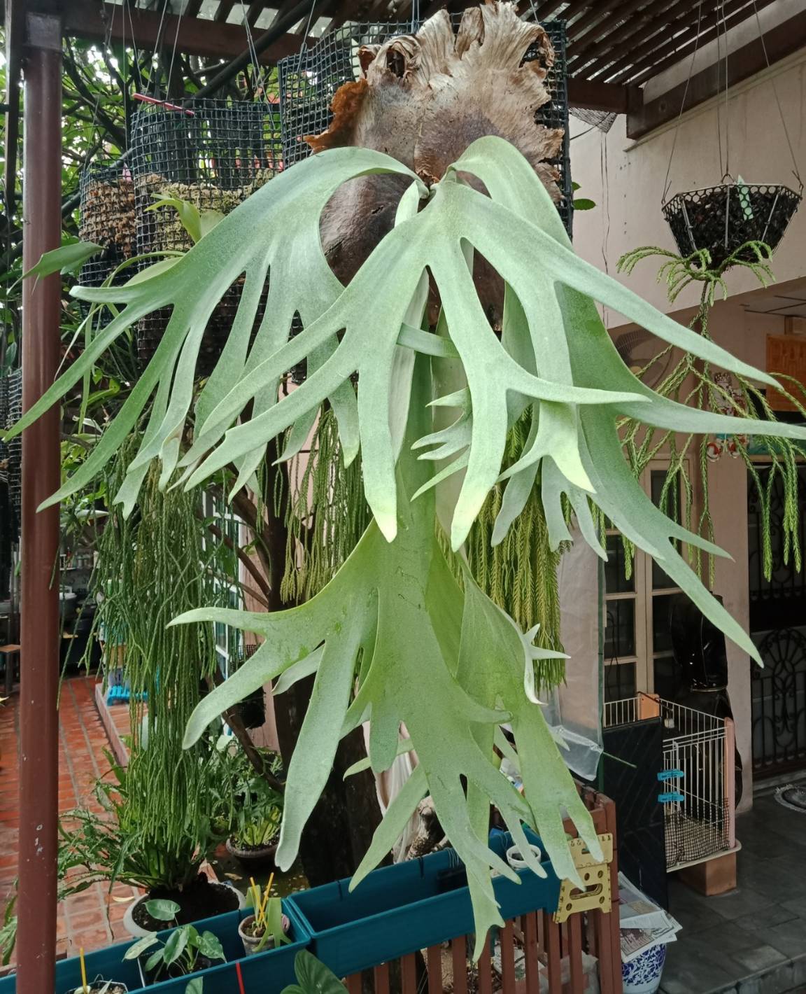 P.Willinckii cv. schofield tatsuta