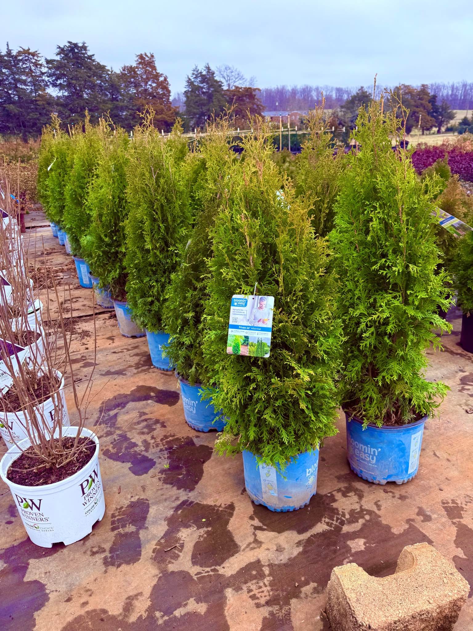 NARROW PRIVACY TREES - THUJA PRIVATE JET ARBORVITAE - Plants ...