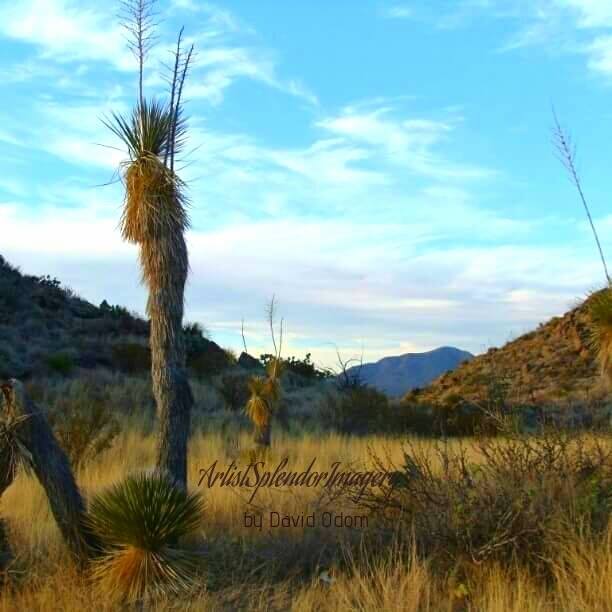 Artist Splendor Imagery