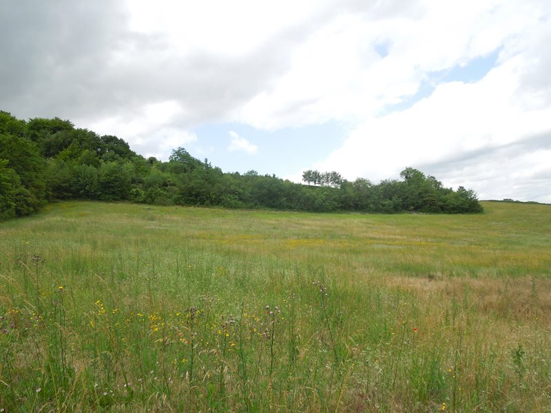 Une Pelouse Parc Naturel Régional De La Montagne De Reims