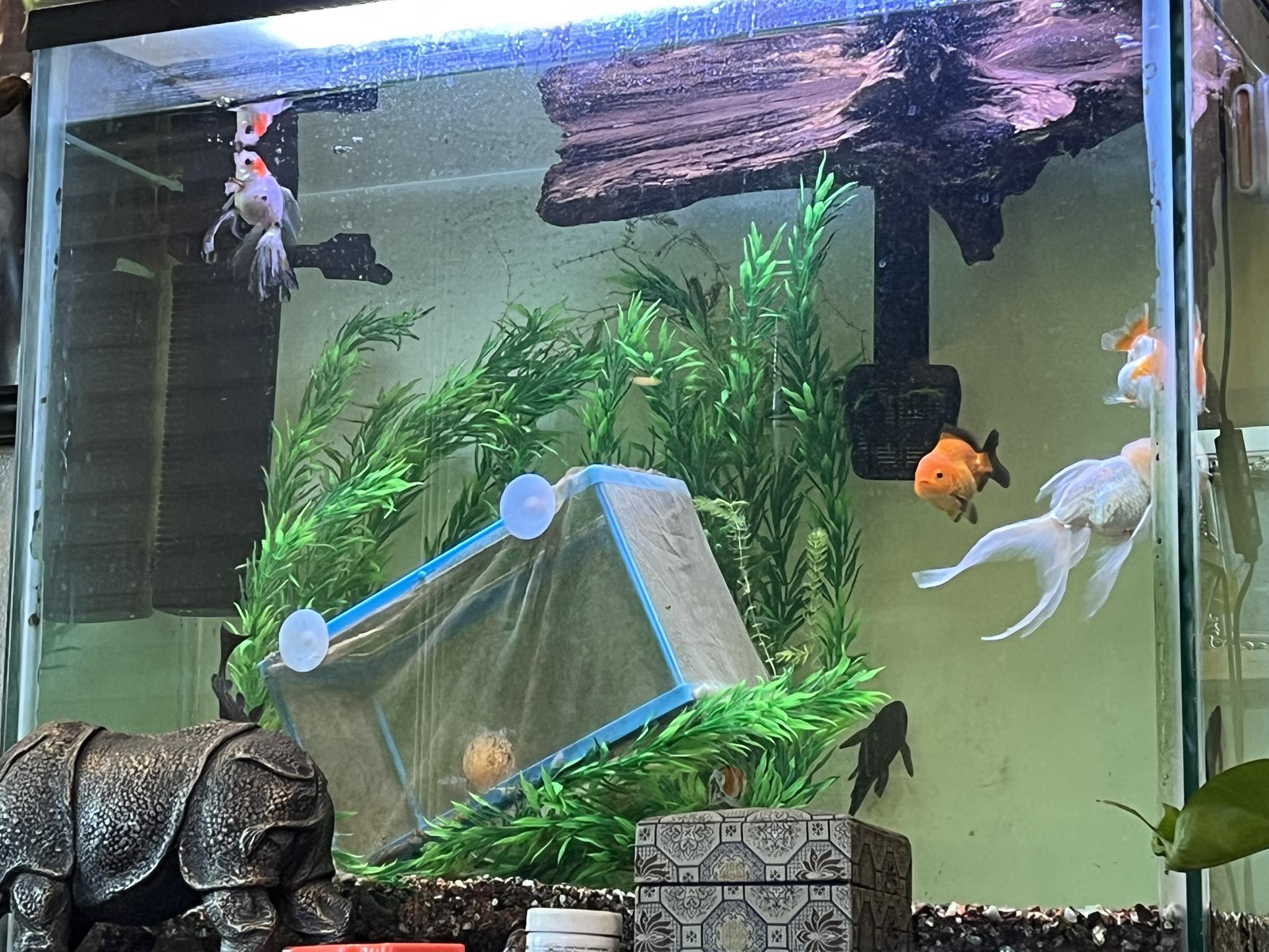 breeders net fish BMIROAMDFE Large Breeder with Suction Cups Nylon Mesh Fish Fry Hatchery Breeder Isolation Box Separation Net for Plants/Shrimp on Aquarium Tank : Pet Supplies locking legs and a fine nylon mesh net LEE'S FISH NET BREEDER -