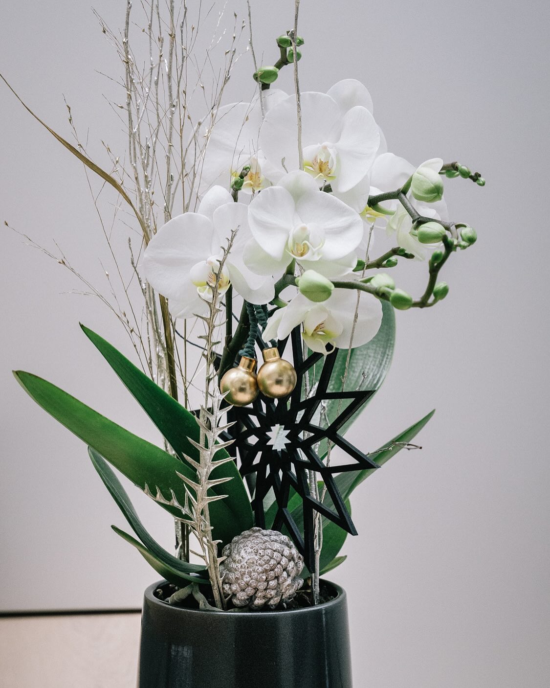 Eine schöne Orchidee an Weihnachten verschenken? Kein Problem, am besten gleich im Onlineshop vorbestellen 🎁 https://www.blumengaab.de/de-de/artikel/1182/orchidee-im-topf www.blumengaab.de #weihnacht