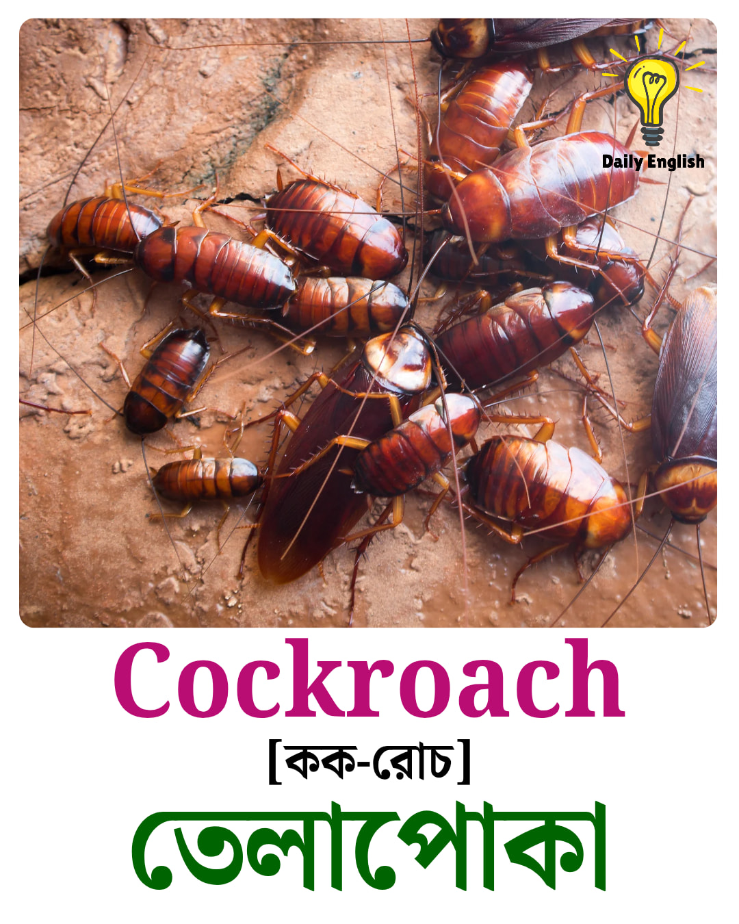 Cockroach (কক-রোচ) অর্থ হলো... - Daily English - ডেইলি ইংলিশ | Facebook