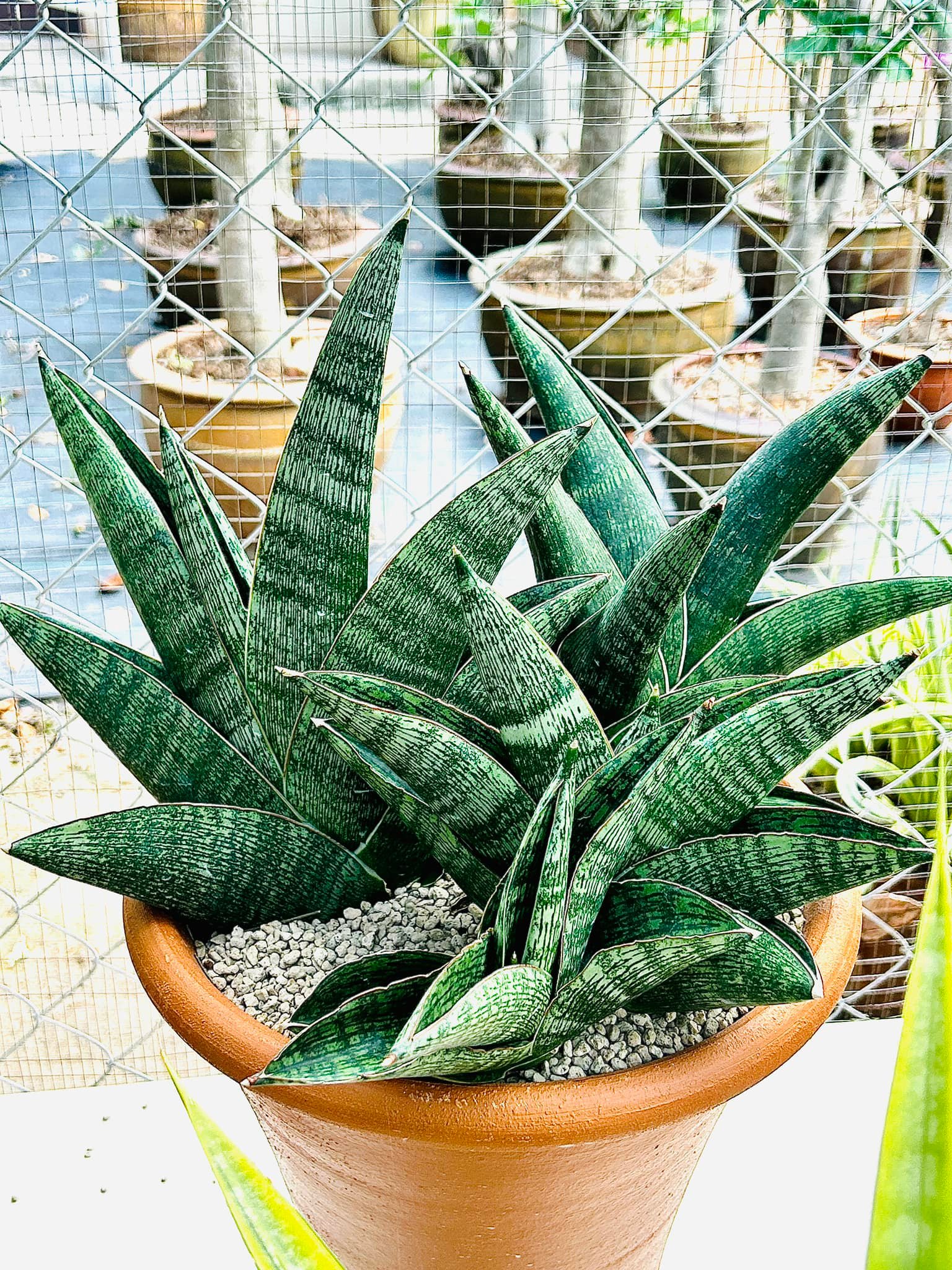 Sansevieria Green Ant #Sansevieria #GreenAnt #TheSansevieriaFarm