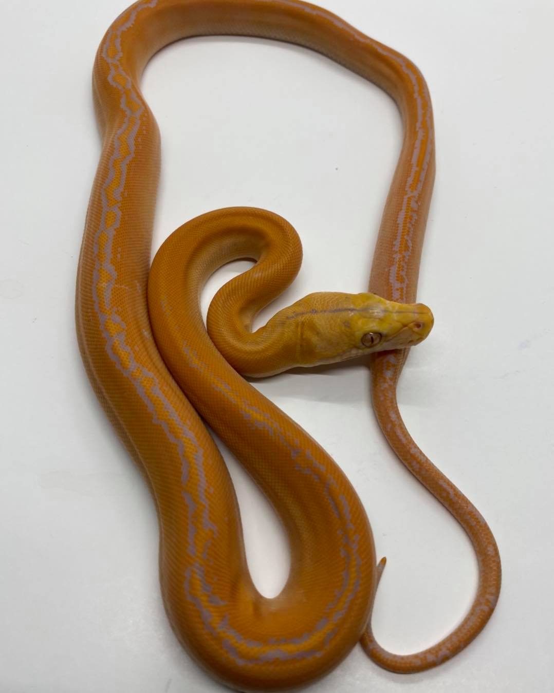 StrictlyScales - I have some stunning SD Retics that are... | Facebook