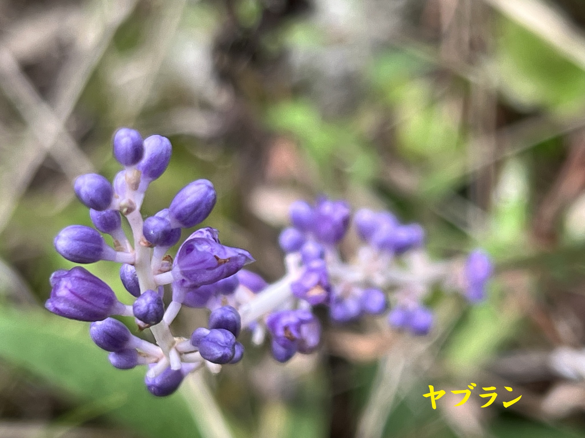 コショウノキ(胡椒の木)」の花が咲いています。ジンチョウゲの仲間で