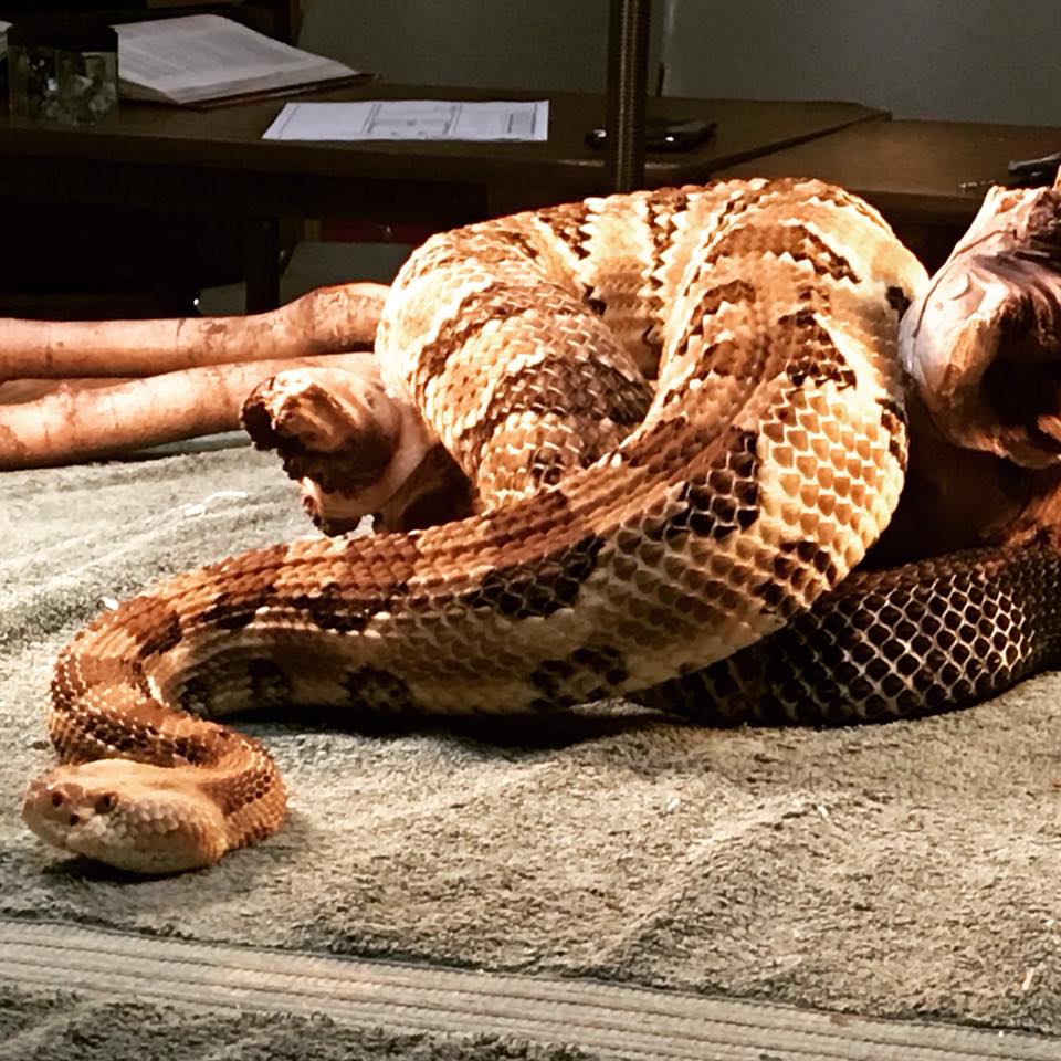 Hocking - An awesome picture of our Timber rattle snake Twinky taken by ...