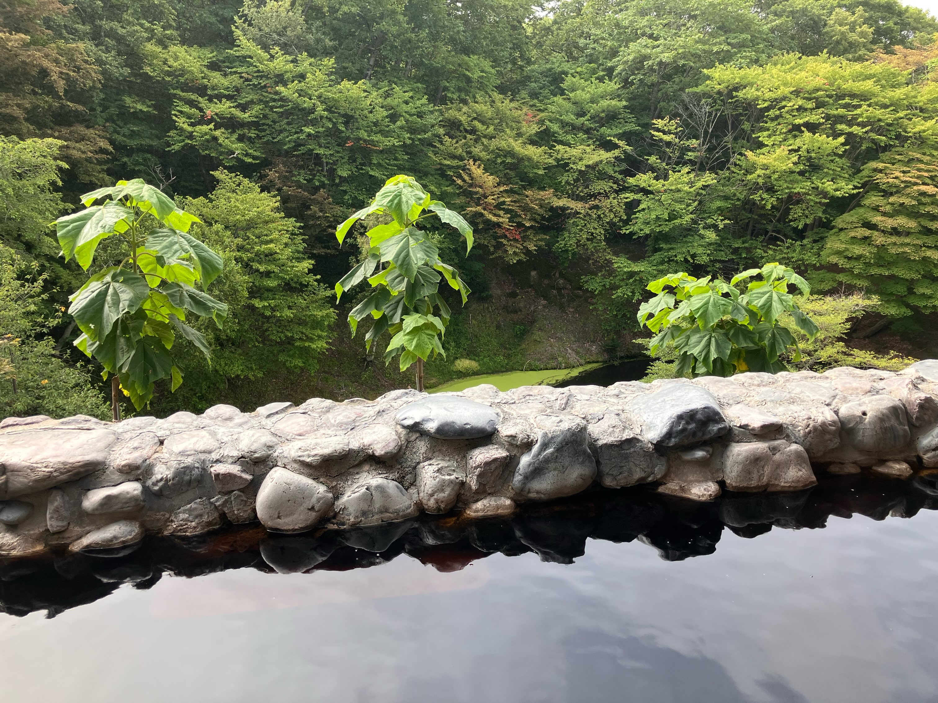 里 の 森 天然 温泉 森 の ゆ