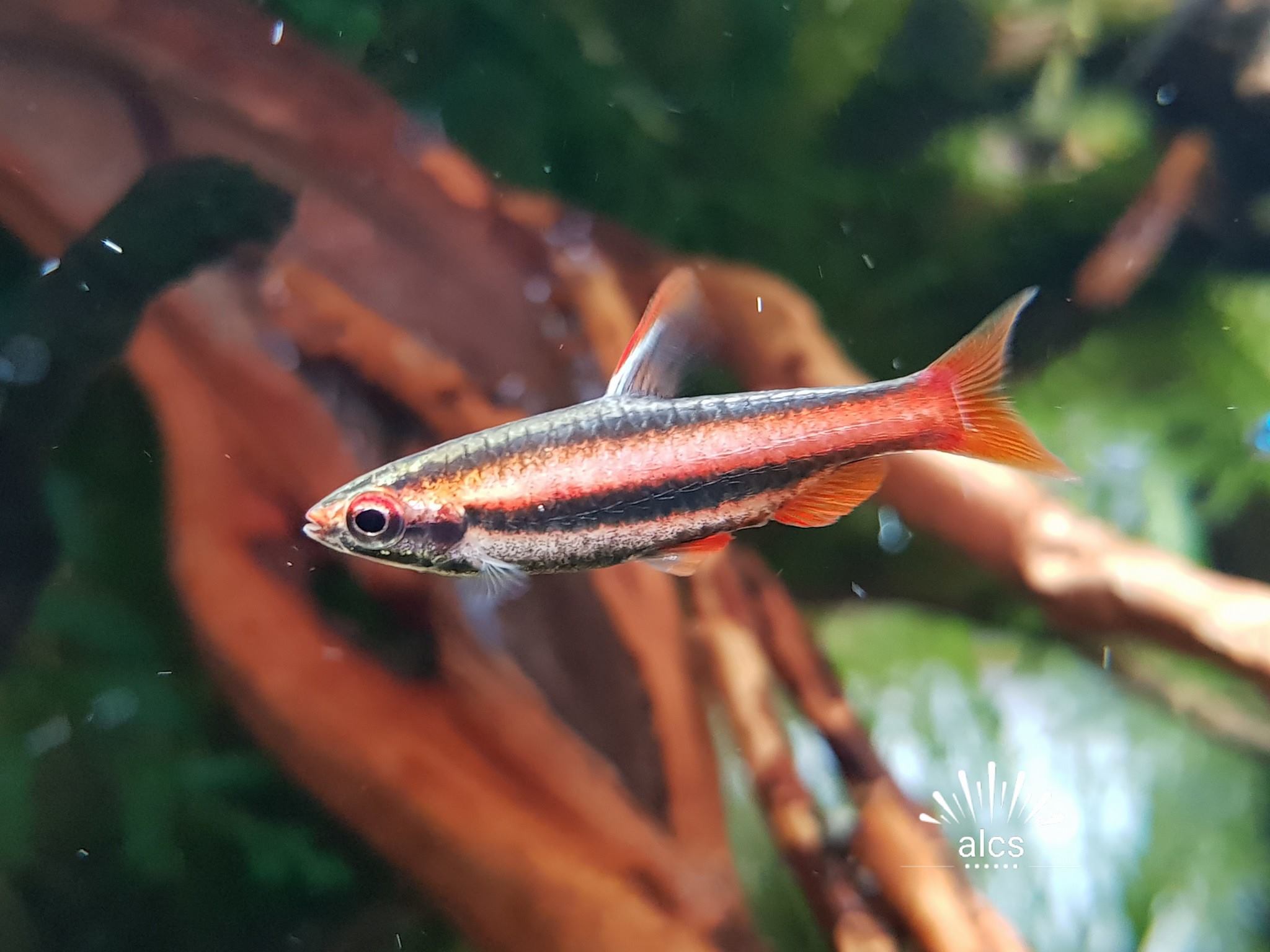 New Arrivals of Livestocks 新鱼进库... - Aqua Legend Concept Shop | Facebook