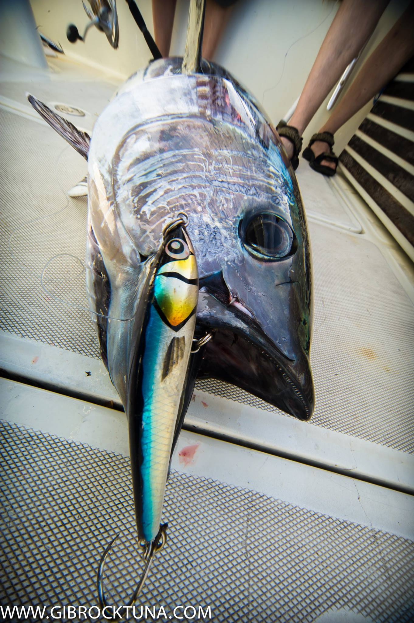 Gib Rock Tuna - Some great fishing with Danish friends!... | Facebook