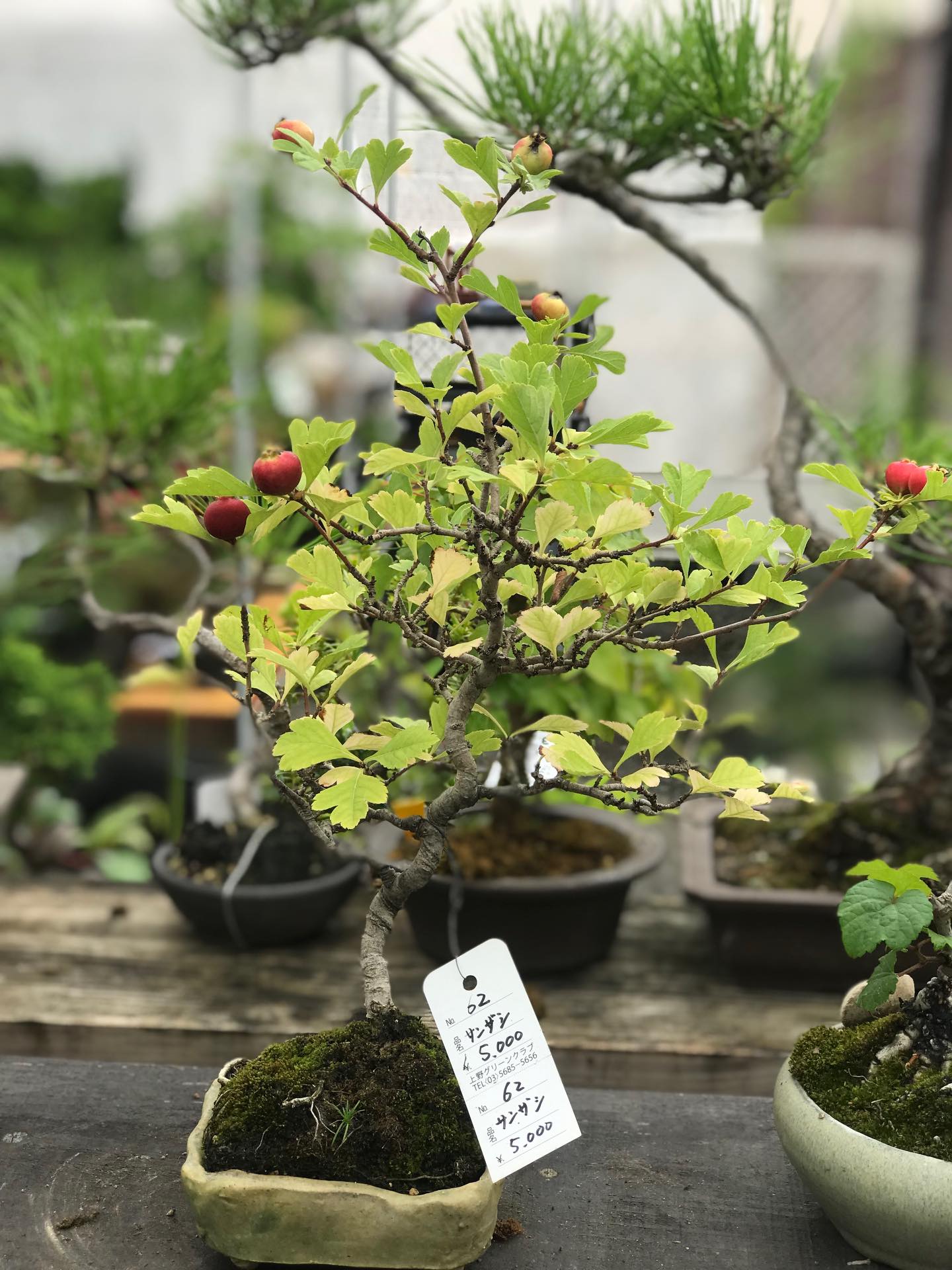 クチナシ八重咲き 6/11の常設売店より 2026年6月のイベントは以下の