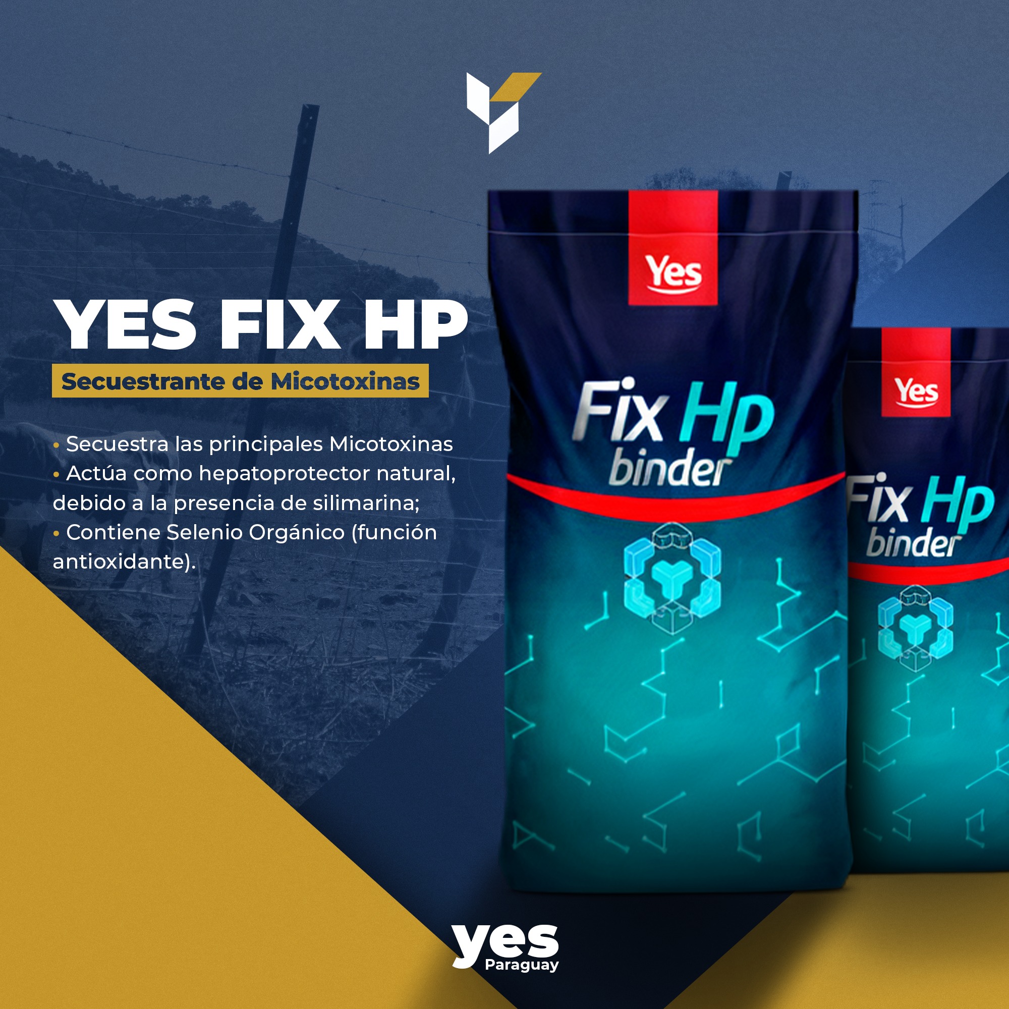 YES Paraguay | Ciudad del Este