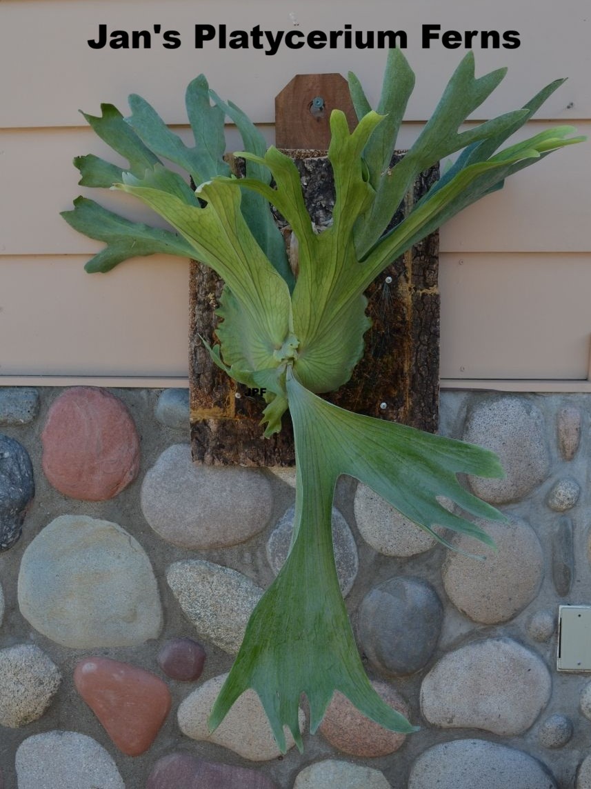 Platycerium Mt. Kitshakood.