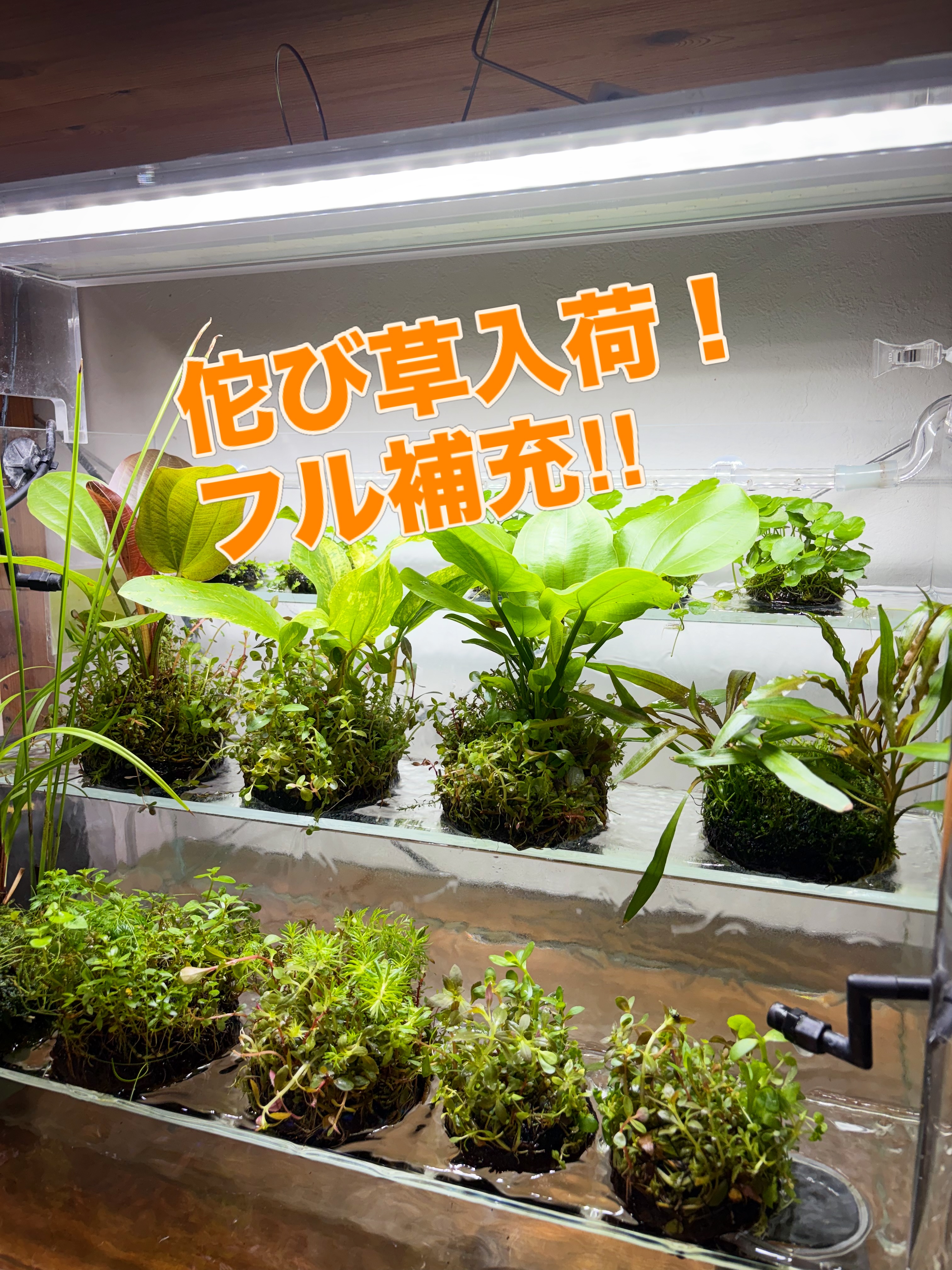 ADAよりパウチパックで新登場のBIOみずくさの森 『エキノドルス