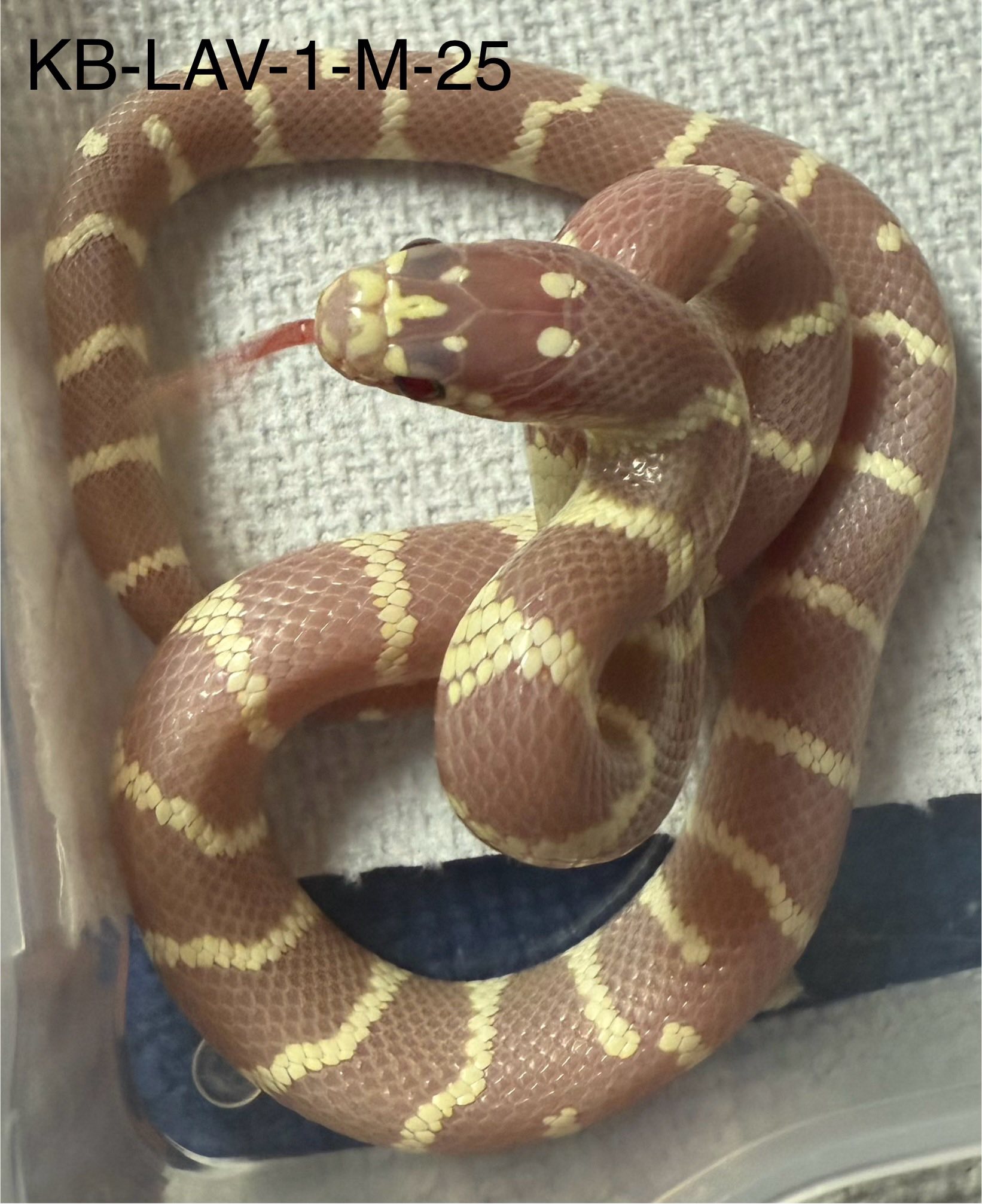 Adams Family Snakes | Chattanooga TN
