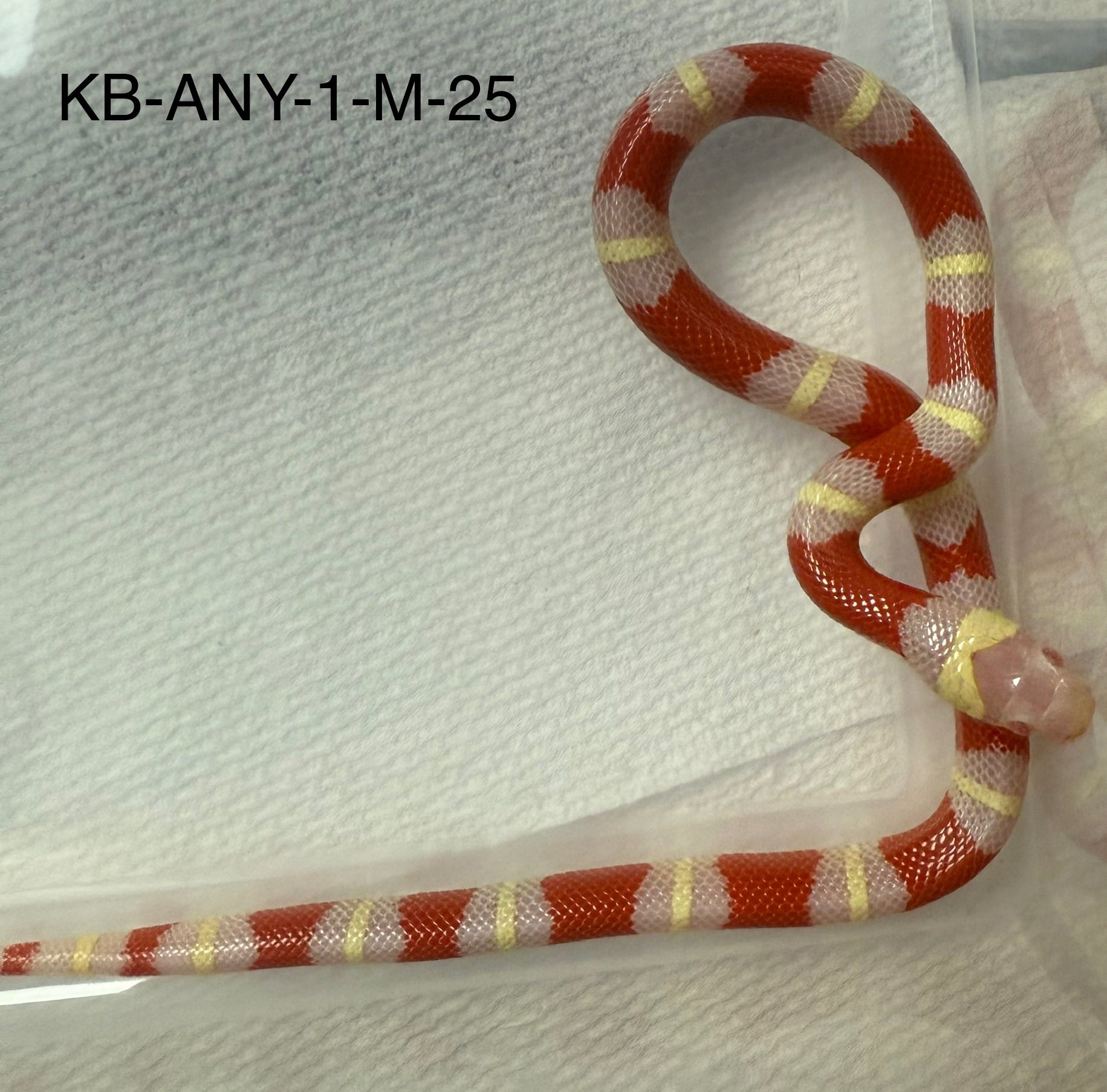 Adams Family Snakes | Chattanooga TN