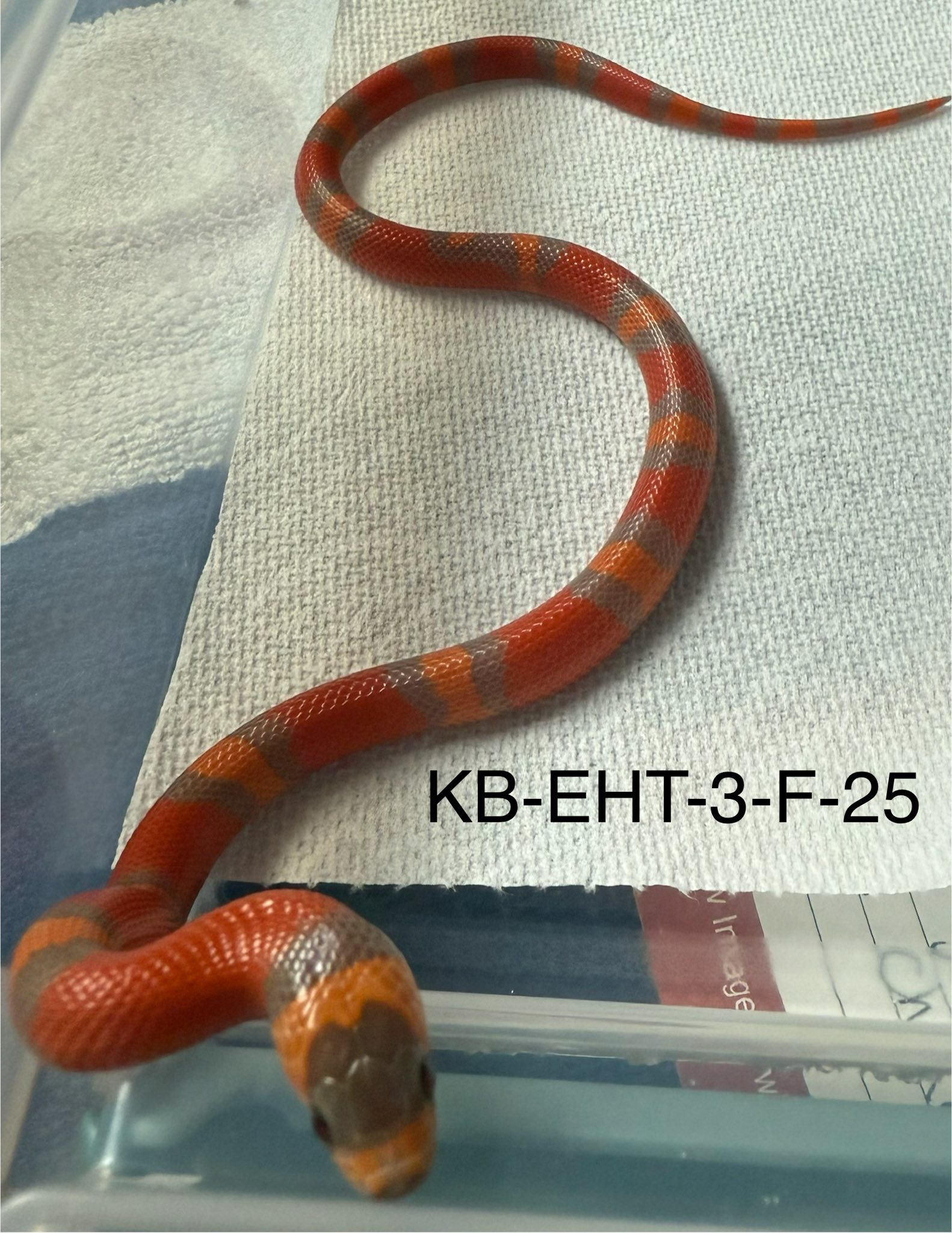 Adams Family Snakes | Chattanooga TN